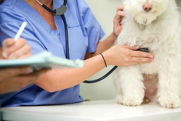 Virtsankarkailu koirilla - syyt ja hoito - munuaisten vajaatoiminnasta johtuva virtsankarkailu