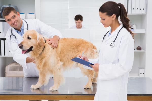 Virtsankarkailu koirilla - syyt ja hoito - Neurogeeninen virtsankarkailu