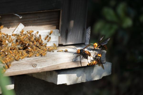 Maailman 10 myrkyllisintä hyönteistä - 3. Aasian jättiläinen hornet (Vespa mandarinia)