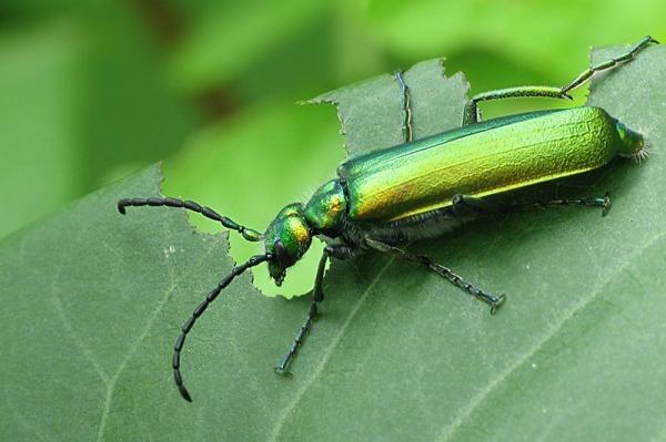Maailman 10 myrkyllisintä hyönteistä - 4. Aphrodisiac -kovakuoriainen (Lytta vesicatoria)