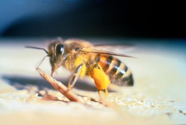 Maailman 10 myrkyllisintä hyönteistä - 5. Afrikkalainen mehiläinen (Apis mellifera scutellata)