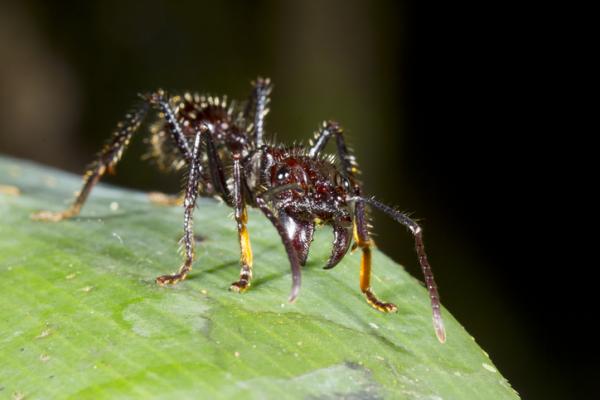 Maailman 10 myrkyllisintä hyönteistä - 1. Luodinmuurahainen (Paraponera clavata)