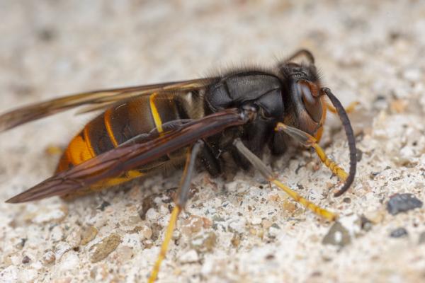 Maailman 10 myrkyllisintä hyönteistä - 8. Aasian ampiainen (Vespa velutina)