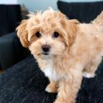 1630272107 136 Maltipoo