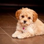 1630272107 556 Maltipoo