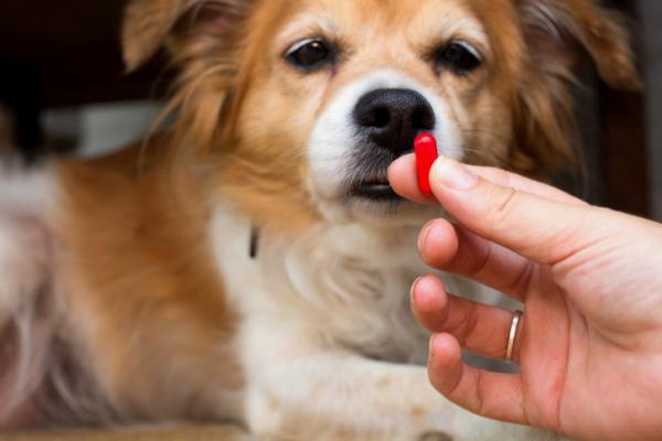 Sydänkohtaus koirilla - Oireet ja mitä tehdä - Mitä tehdä koirien sydänkohtauksen yhteydessä?