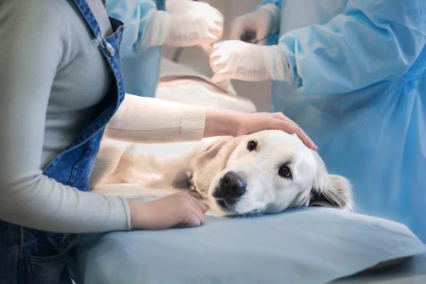 Sydänkohtaus koirilla - Oireet ja toimenpiteet - Sydänkohtauksen diagnoosi koirilla