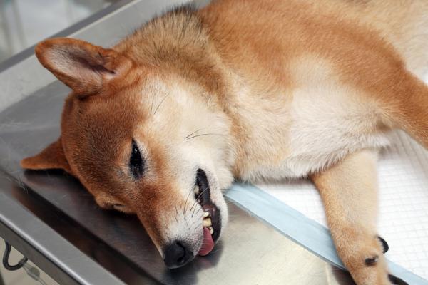 Sydänkohtaus koirilla - Oireet ja toimenpiteet - Sydänkohtauksen oireet koirilla