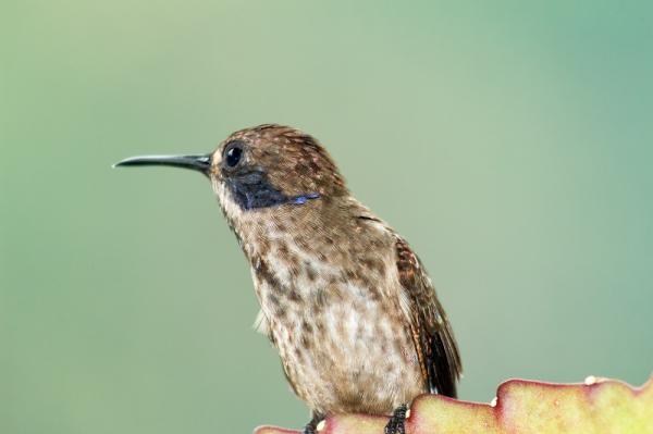 Kolibrityypit - 2. Ruskea kolibri