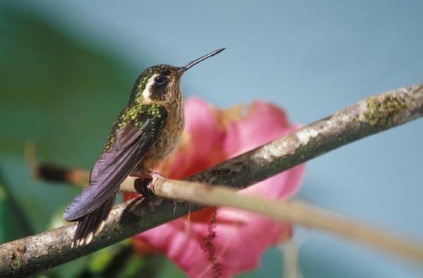 Hummingbirds -tyypit - Trochilinae