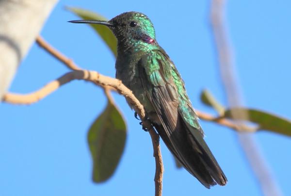 Hummingbirds -tyypit - 3. Suurkorvainen kolibri