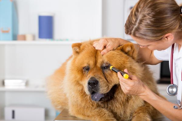 Uveiitti koirilla - syyt ja hoito - Uveiitin merkit koirilla ja diagnoosi