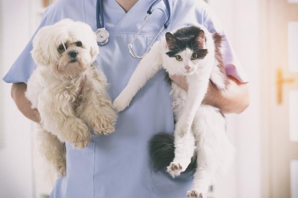 Mustikoita koirille ja kissoille - Edut ja suositeltu annostus - Mustikka -annos koirille ja kissoille  
