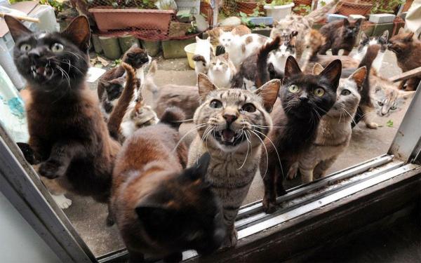 Kuinka monta kissaa minulla voi olla kotona?  - Miksi ei ole kätevää pitää monia kissoja yhdessä?