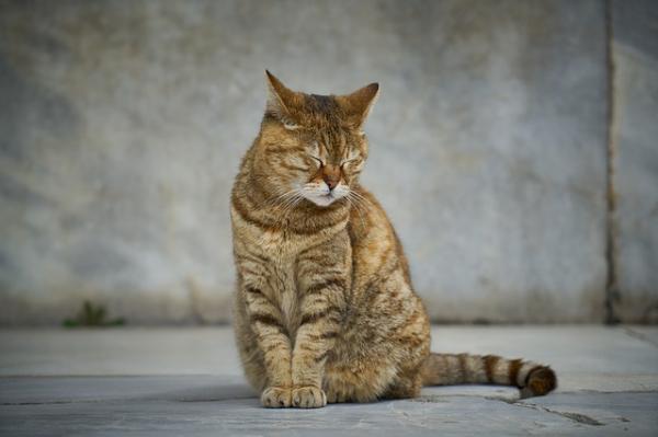 Munuaisten vajaatoiminta kissoilla - oireet, syyt ja hoito - kissan munuaisten vajaatoiminnan oireet