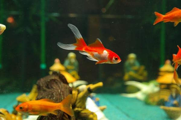 Vinkkejä Carassius -kalojen hoitoon - Miten minun pitäisi kunnostaa akvaario Goldfish -kaloilleni?