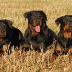 1630339966 130 Rottweiler