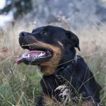 1630339966 233 Rottweiler