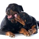 1630339966 437 Rottweiler