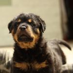 1630339966 774 Rottweiler