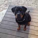 1630339966 889 Rottweiler