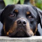 1630339966 921 Rottweiler