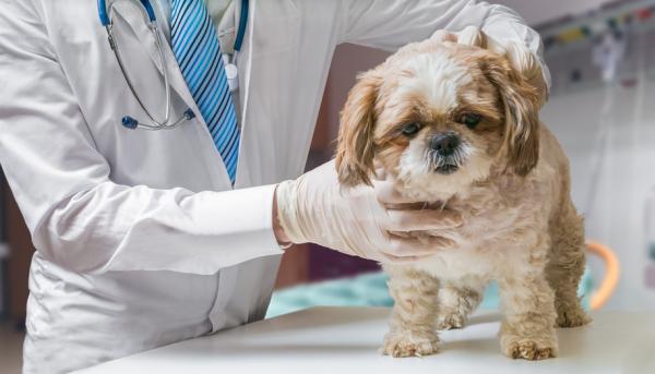 Merivesimyrkytys koirilla - ensiapu - oireet ja hoidot