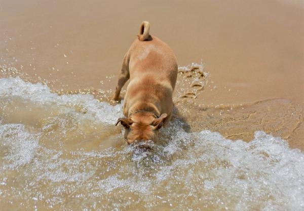 Merivesimyrkytys koirilla - ensiapu - Koirani on juonut merivettä, mitä voi tapahtua?