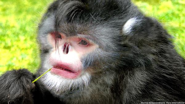 Maailman 18 harvinaista eläintä - 3. Myanmarin nenätön apina