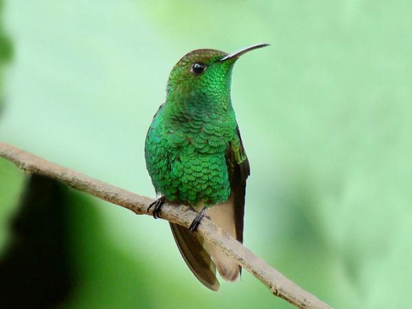 Maailman 18 harvinaista eläintä - 10. Hondurasin smaragdi