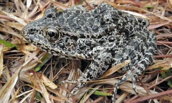 Maailman 18 harvinaista eläintä - 13. Mississippi Dark Frog