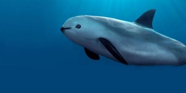 Maailman 18 harvinaista eläintä - 6. Vaquita marina
