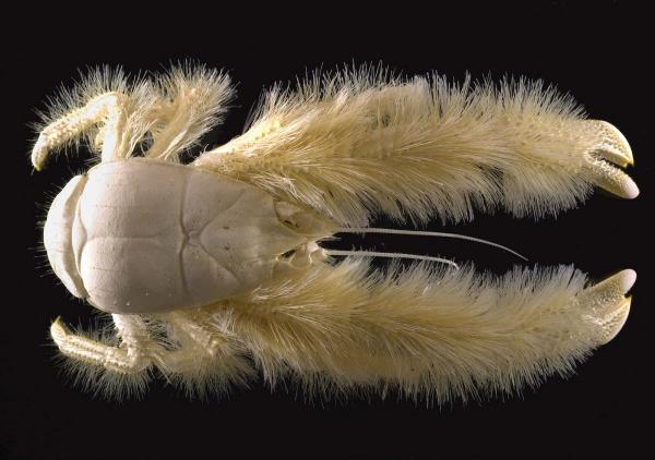 Maailman 18 harvinaista eläintä - 11. Yeti Crab