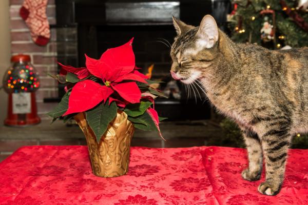 Joulutähti myrkytys kissoilla - oireet ja mitä tehdä - Miksi joulutähti on myrkyllistä kissoille?