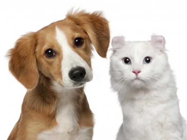 Kateus kissojen ja koirien välillä - Tarjoa samaa huolenpitoa ja huomiota