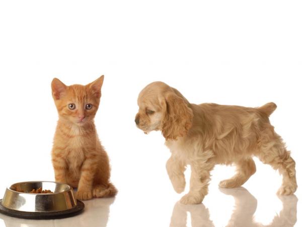 Kateus kissojen ja koirien välillä - Vältä kiistoja ruoasta