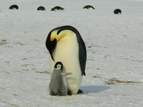 Missä pingviinit asuvat - Penguin Distribution