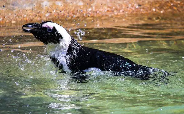 Missä pingviinit elävät - Penguin Habitat