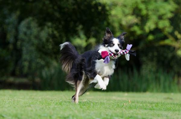 Bordercollien hoito - Bordercollie -takki