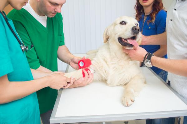 Labradorit ja lihavuus - syyt ja hoidot - lihavuuden seuraukset