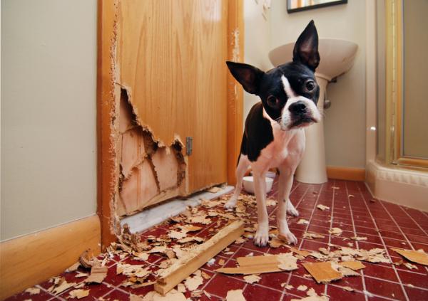 Koirani syö paperia - Syyt, seuraukset ja ratkaisut - Miksi koira syö paperia?