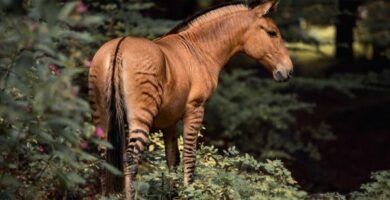 20 todellista hybridielainta Esimerkkeja ja ominaisuuksia