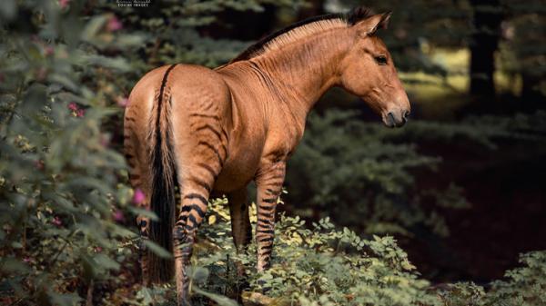 20 todellista hybridielainta Esimerkkeja ja ominaisuuksia