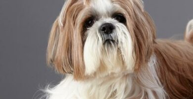 5 erilaista aliarvostusta shih tzu lle