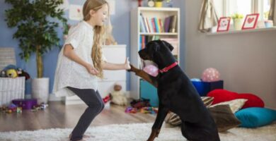 5 koiran koulutus temppua jokaisen omistajan pitaisi tietaa