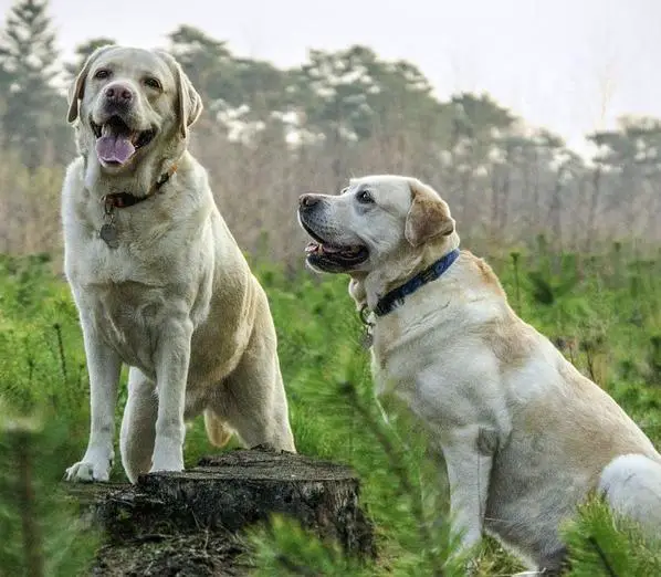 5 koirarotua jotka ovat yhteensopivia Labradorin kanssa