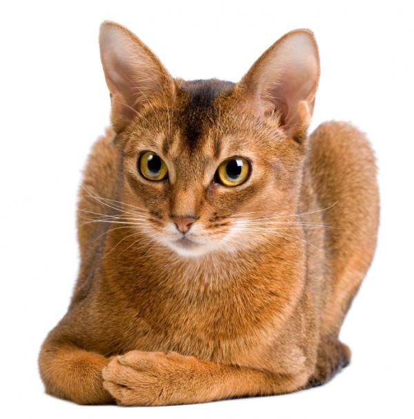 Abessinian kissa