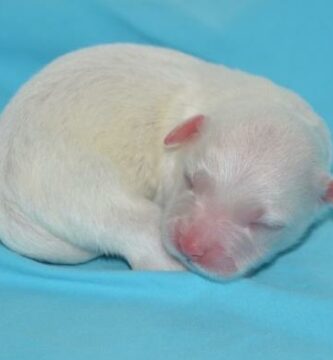 Albino Doberman ominaisuudet ja hoito