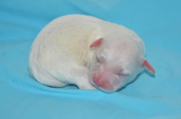 Albino Doberman ominaisuudet ja hoito