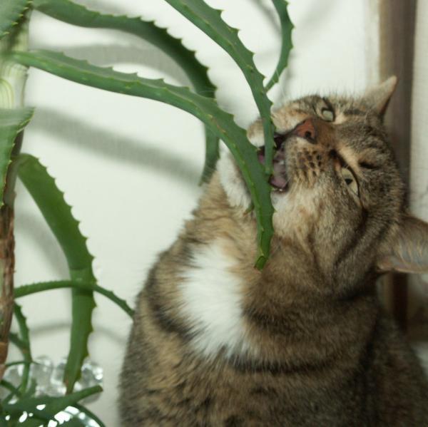 Aloe vera kissoille joilla on leukemia